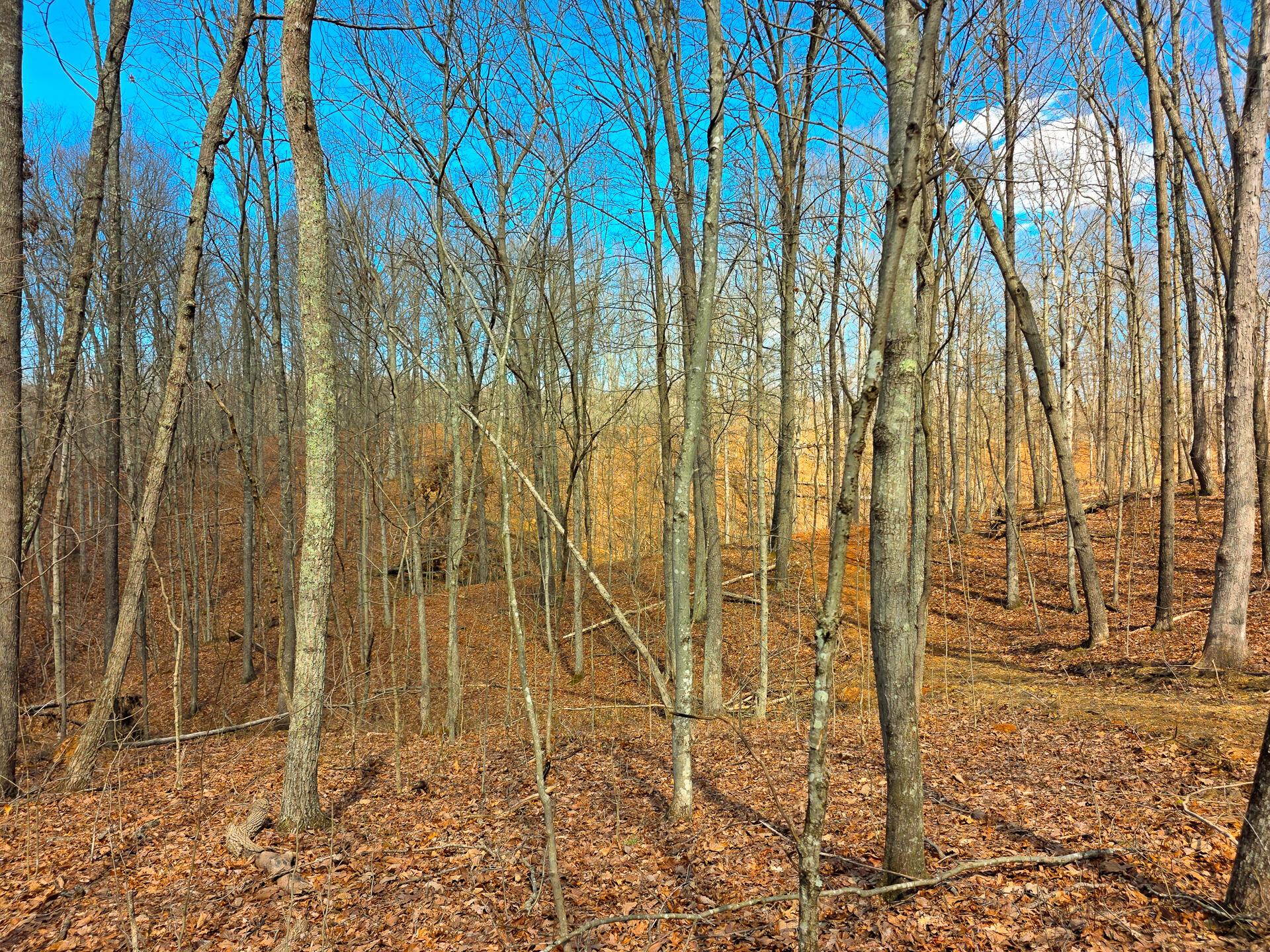 Edmunson Road #TRACT 7 AT BIG TIMBER, Vinton, Ohio image 33