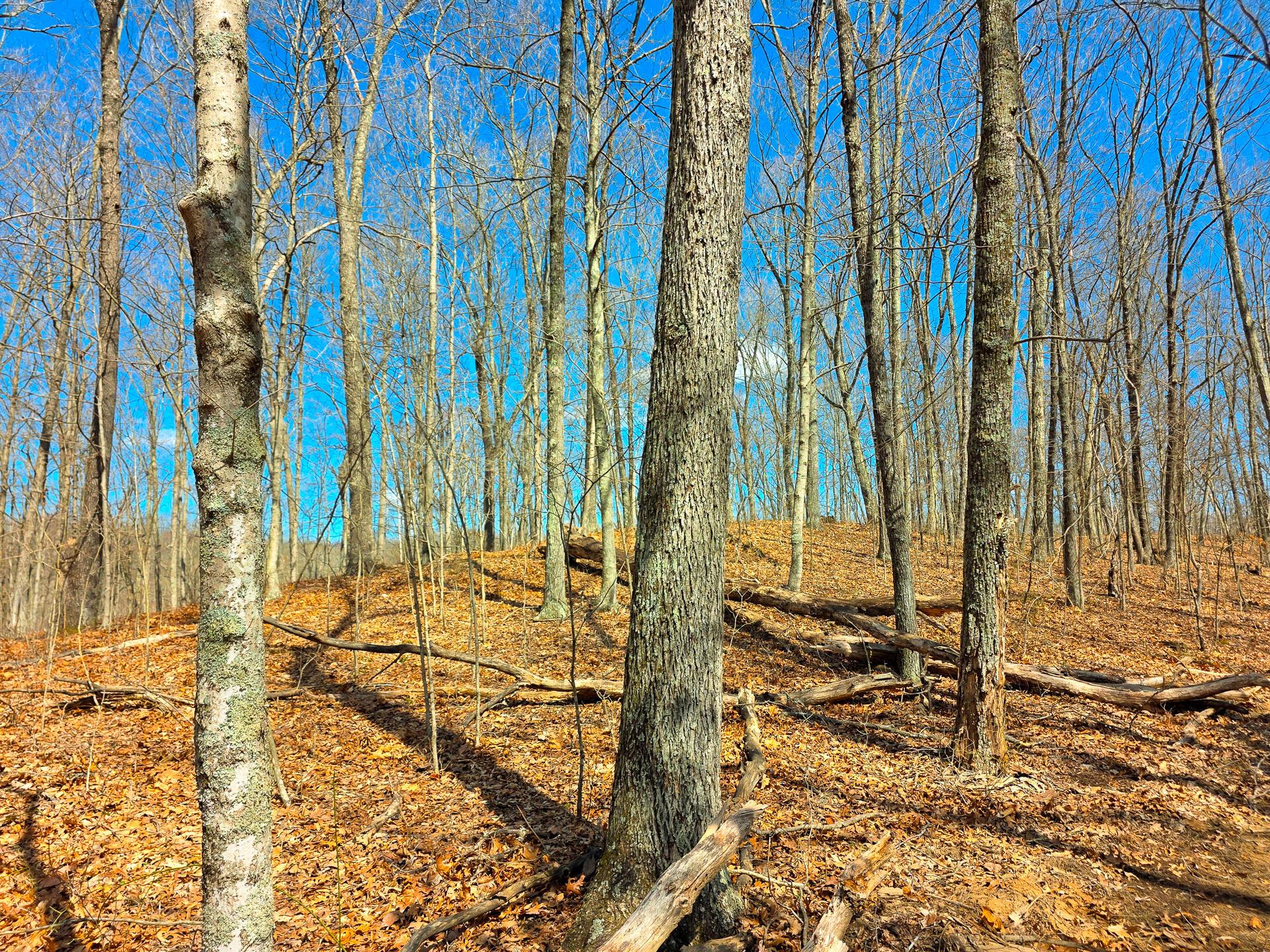 Edmunson Road #TRACT 7 AT BIG TIMBER, Vinton, Ohio image 46