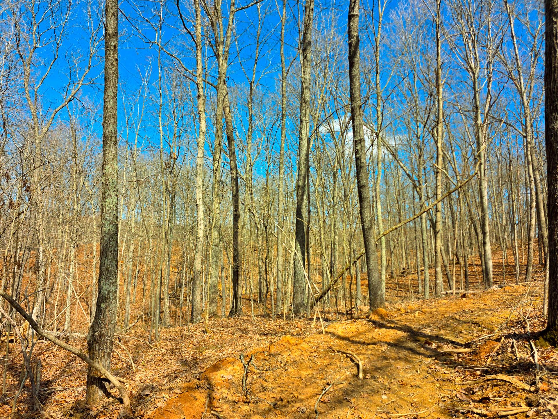 Edmunson Road #TRACT 7 AT BIG TIMBER, Vinton, Ohio image 32
