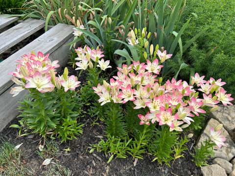 Tiny photo for 6875 Central College Road, New Albany, OH 43054 (MLS # 226001419)