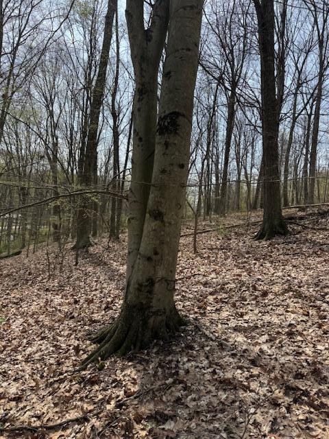 Walnut Dowler Road, Logan, Ohio image 4