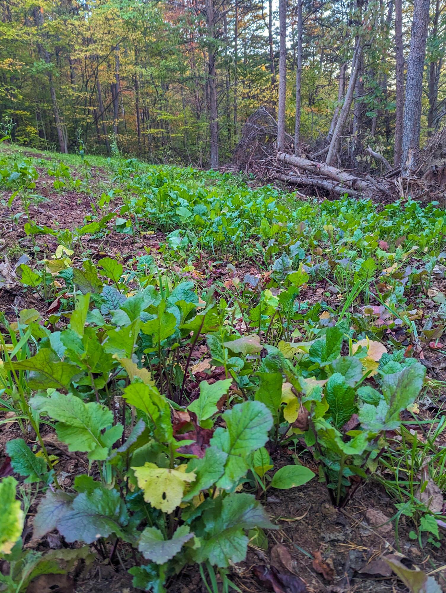 Little Eight Mile Road, Marietta, Ohio image 38