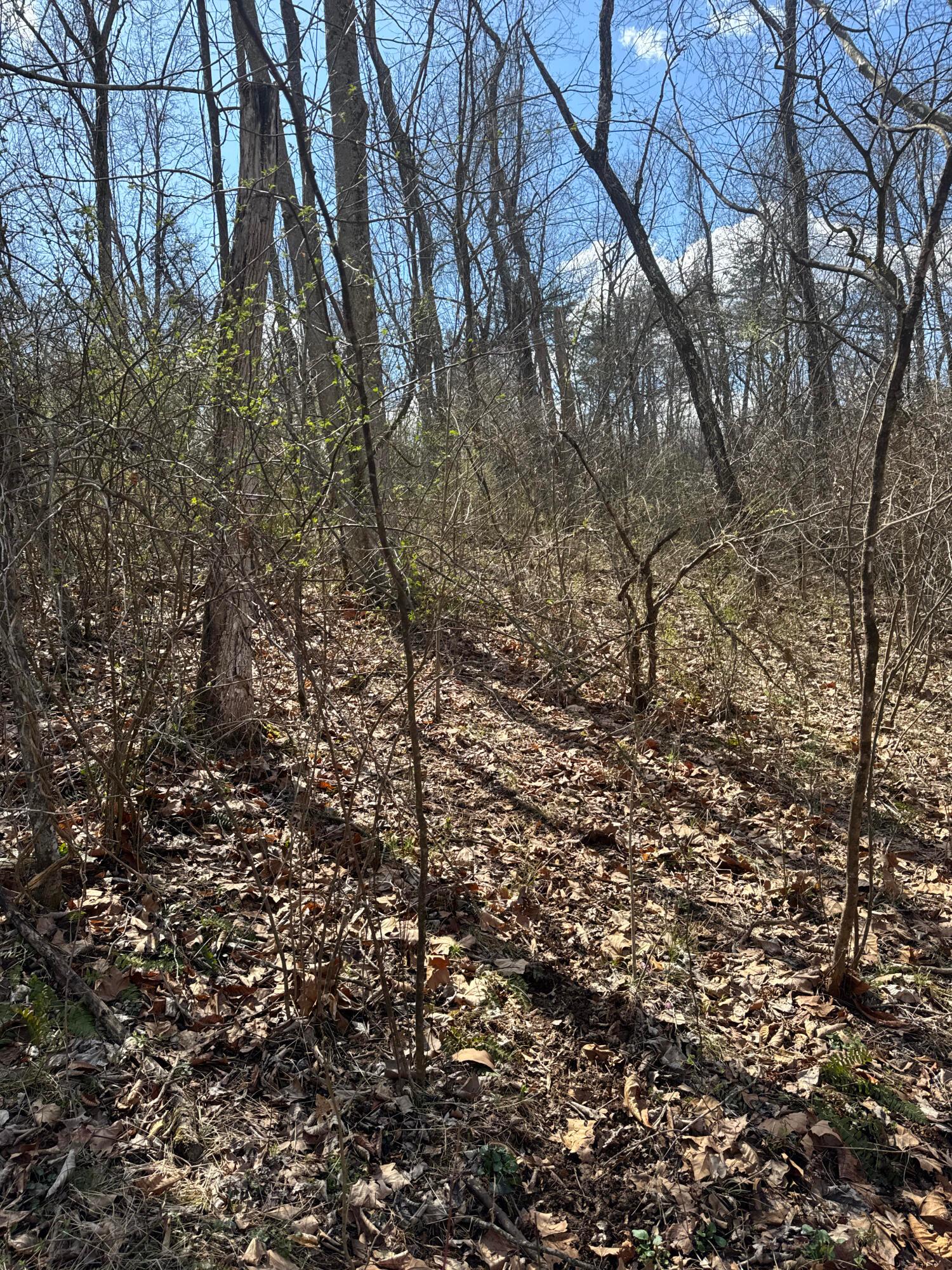 Left Fork Road, Bidwell, Ohio image 18