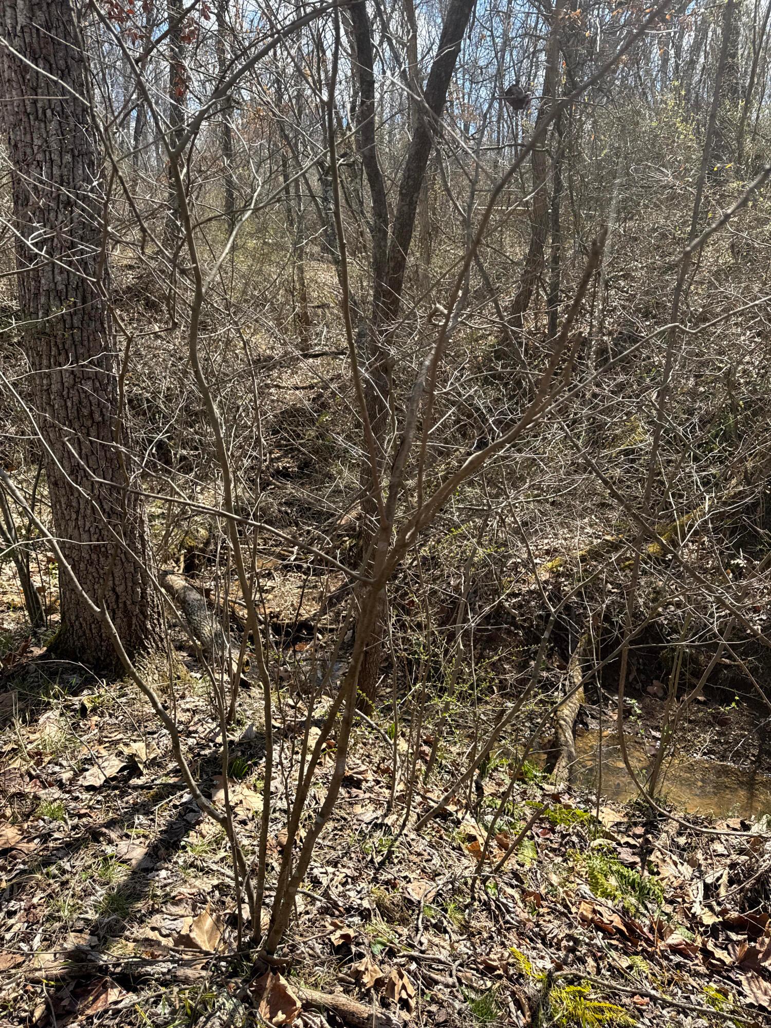Left Fork Road, Bidwell, Ohio image 10