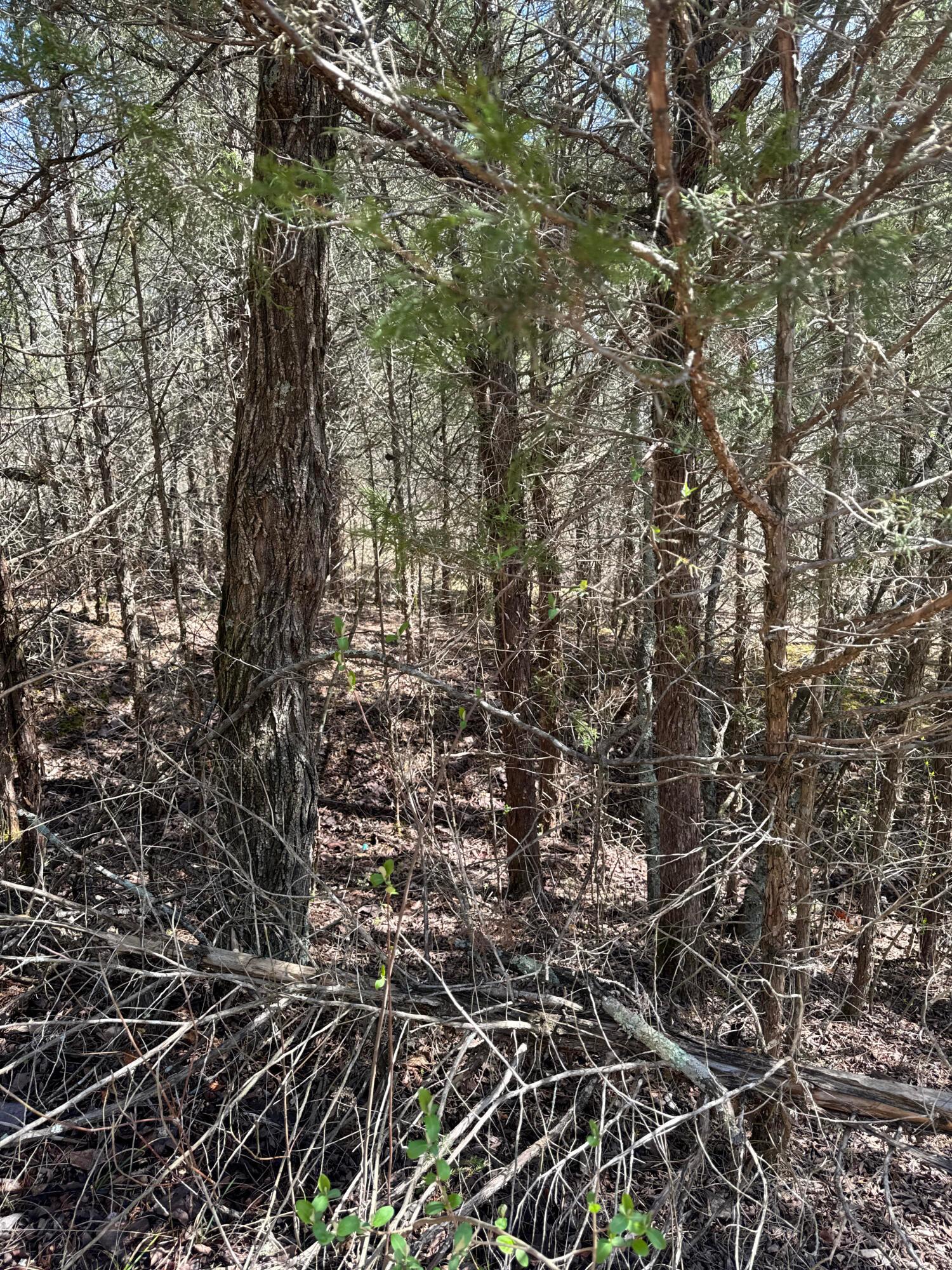Left Fork Road, Bidwell, Ohio image 22