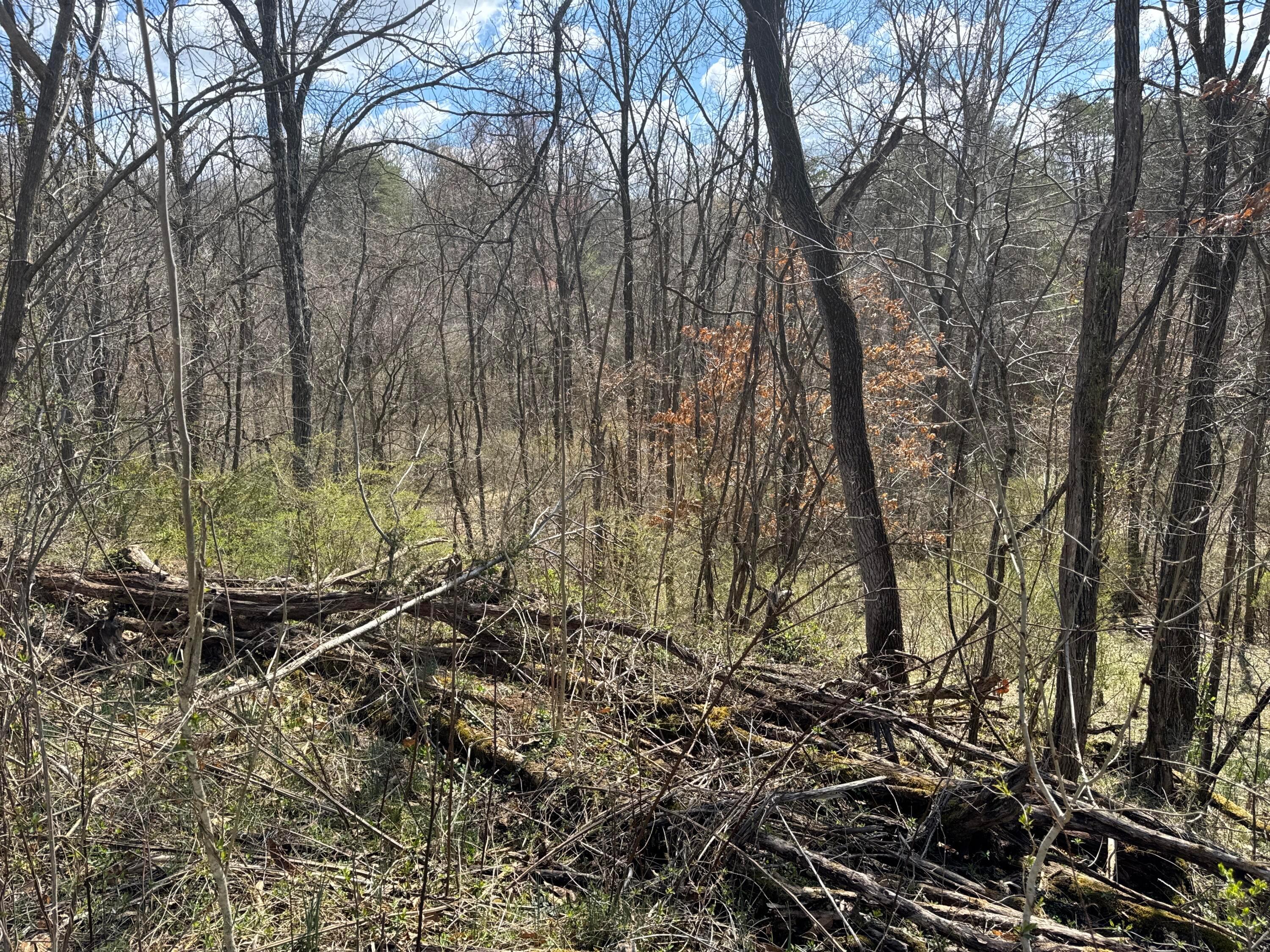Left Fork Road, Bidwell, Ohio image 29