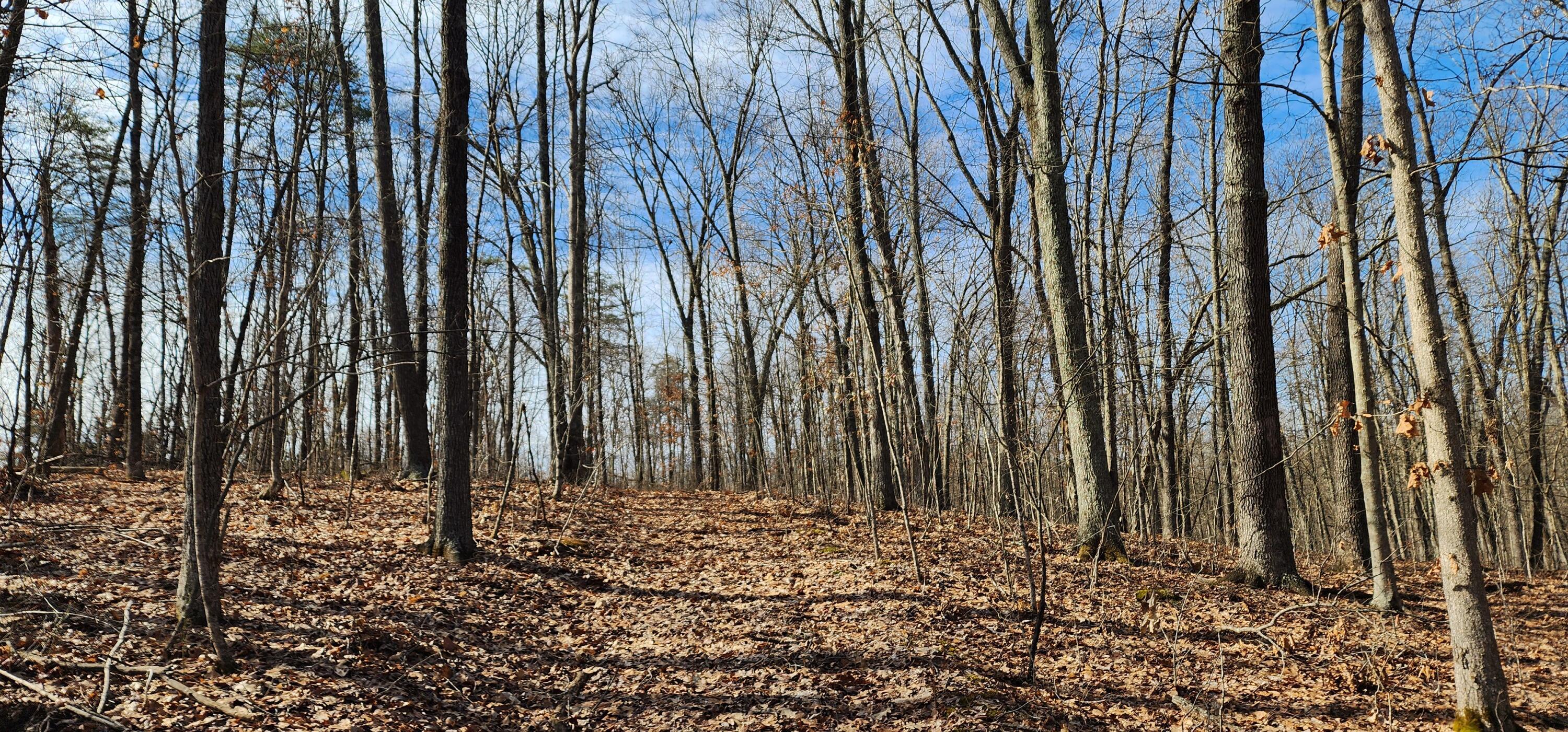 Edmunson Road #TRACT 8 AT BIG TIMBER, Vinton, Ohio image 37