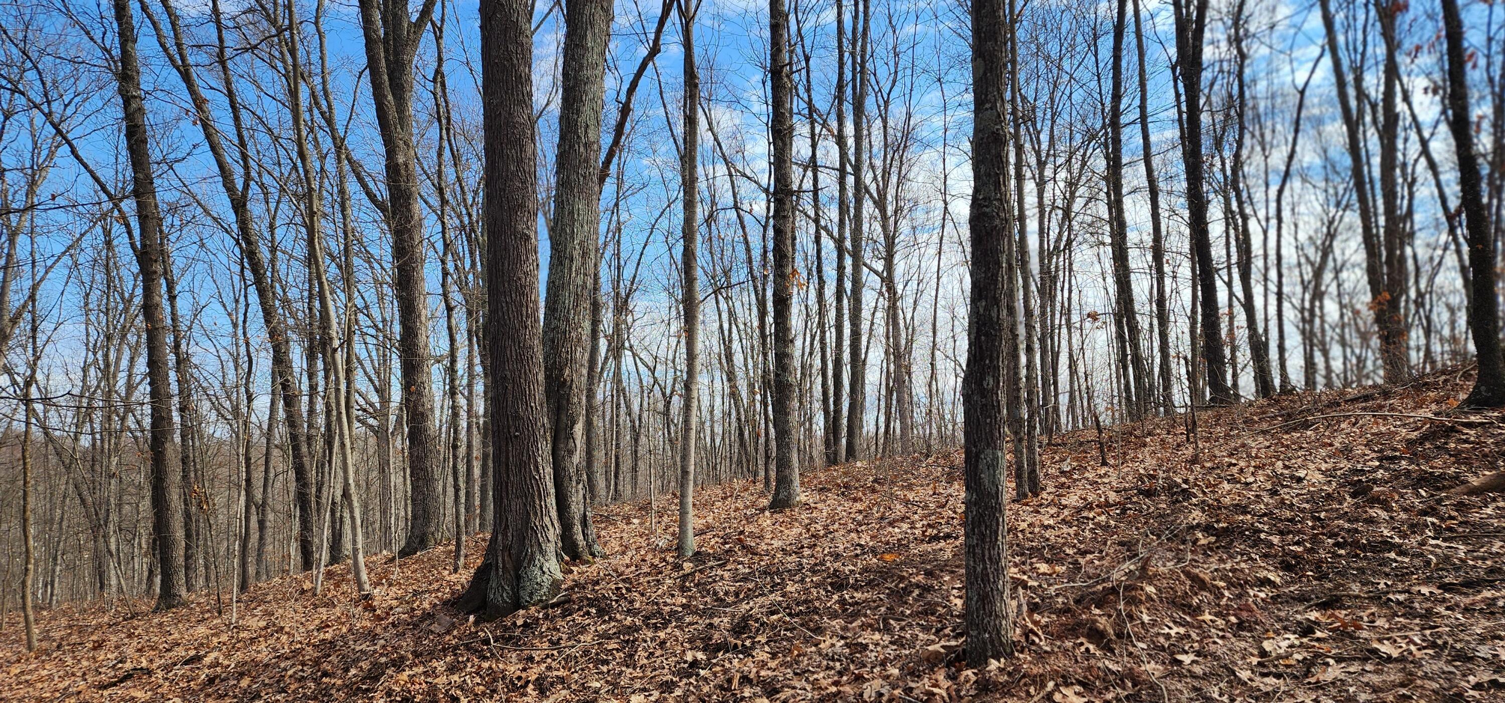 Edmunson Road #TRACT 8 AT BIG TIMBER, Vinton, Ohio image 11
