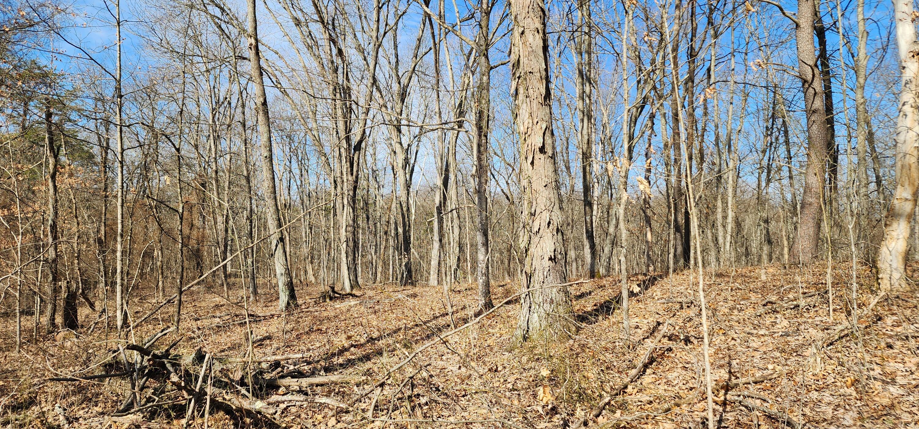 Edmunson Road #TRACT 8 AT BIG TIMBER, Vinton, Ohio image 50