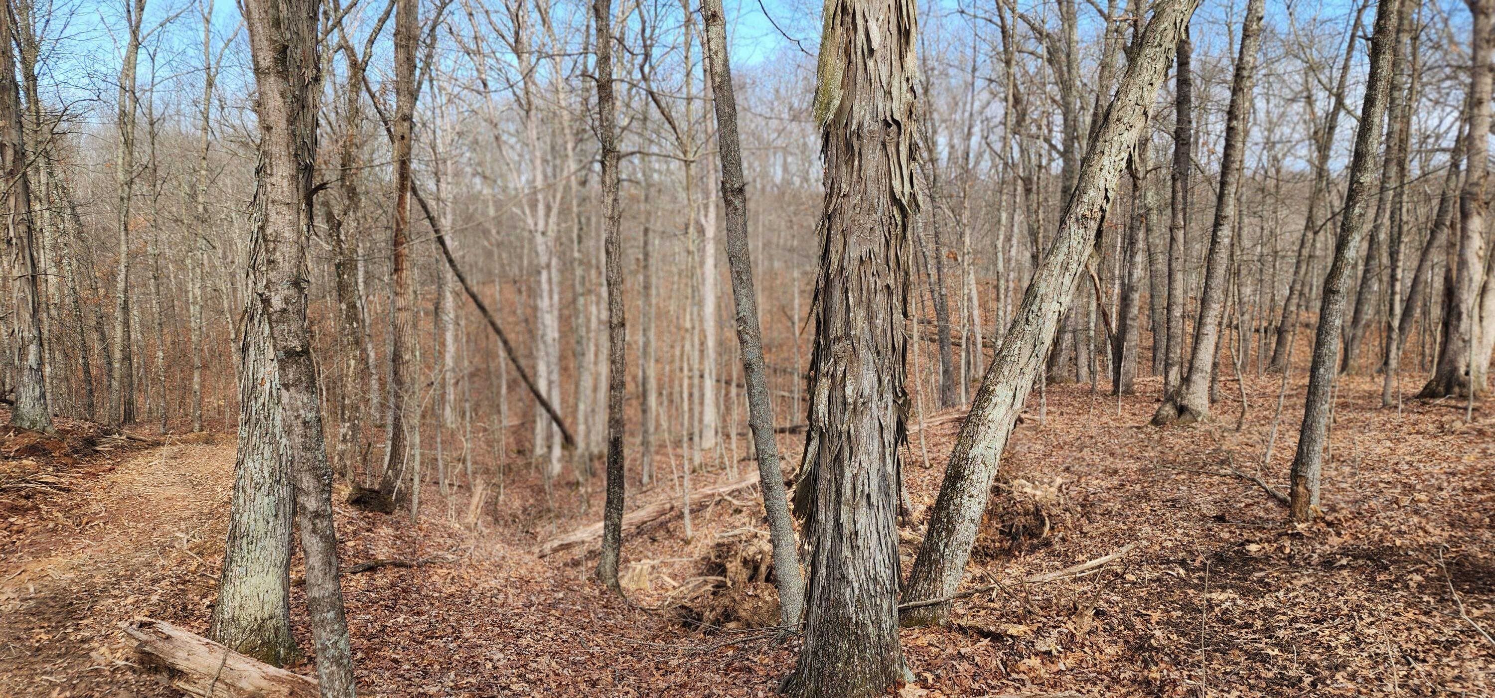 Edmunson Road #TRACT 8 AT BIG TIMBER, Vinton, Ohio image 5