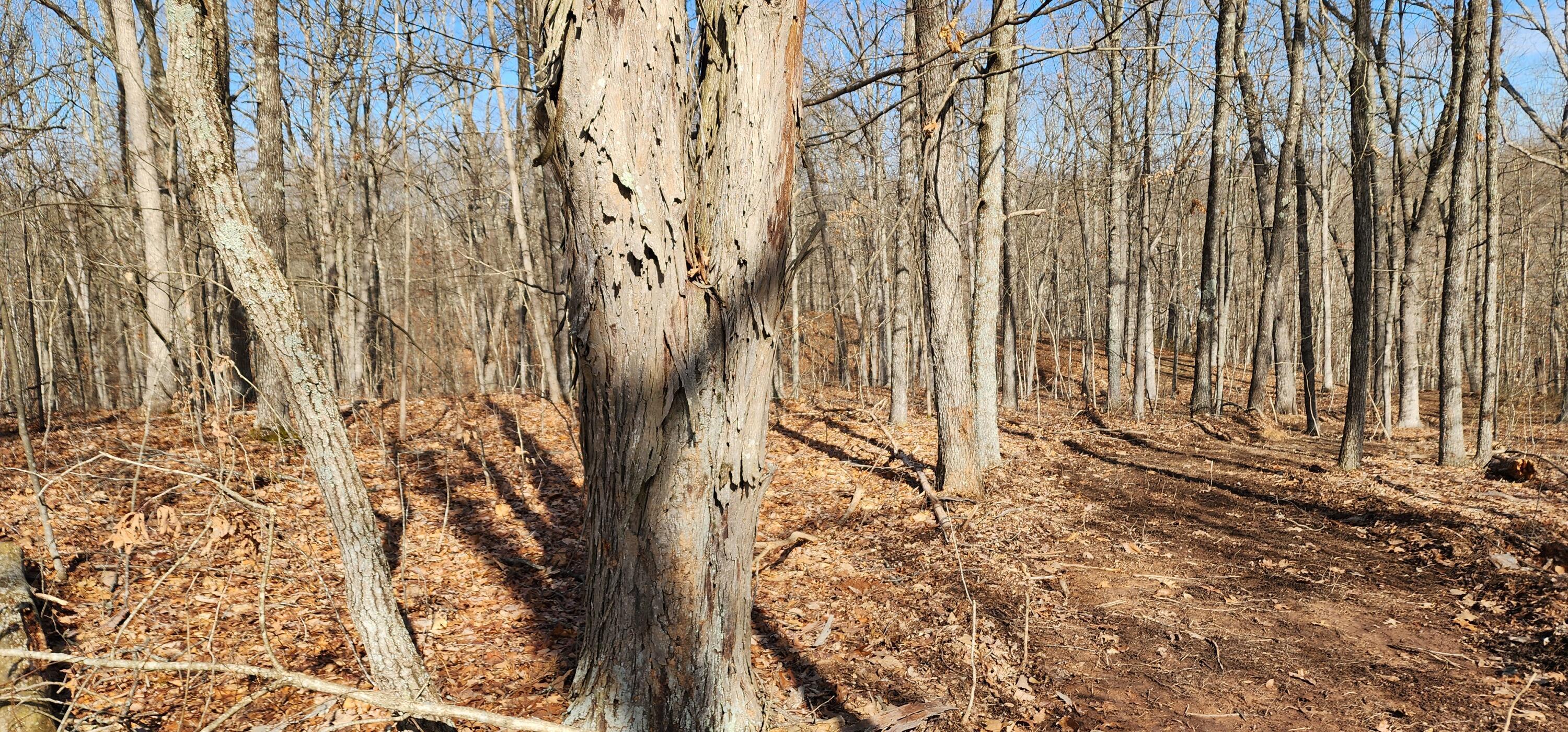 Edmunson Road #TRACT 8 AT BIG TIMBER, Vinton, Ohio image 41