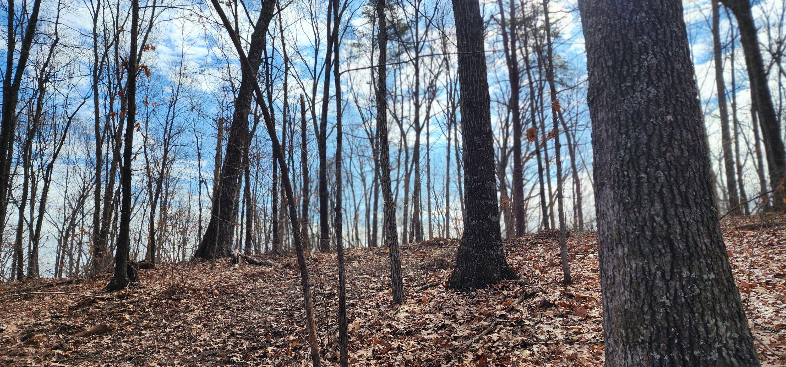 Edmunson Road #TRACT 8 AT BIG TIMBER, Vinton, Ohio image 12