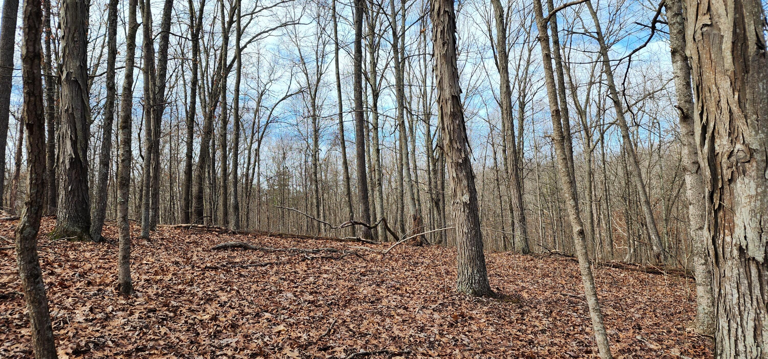 Edmunson Road #TRACT 8 AT BIG TIMBER, Vinton, Ohio image 13
