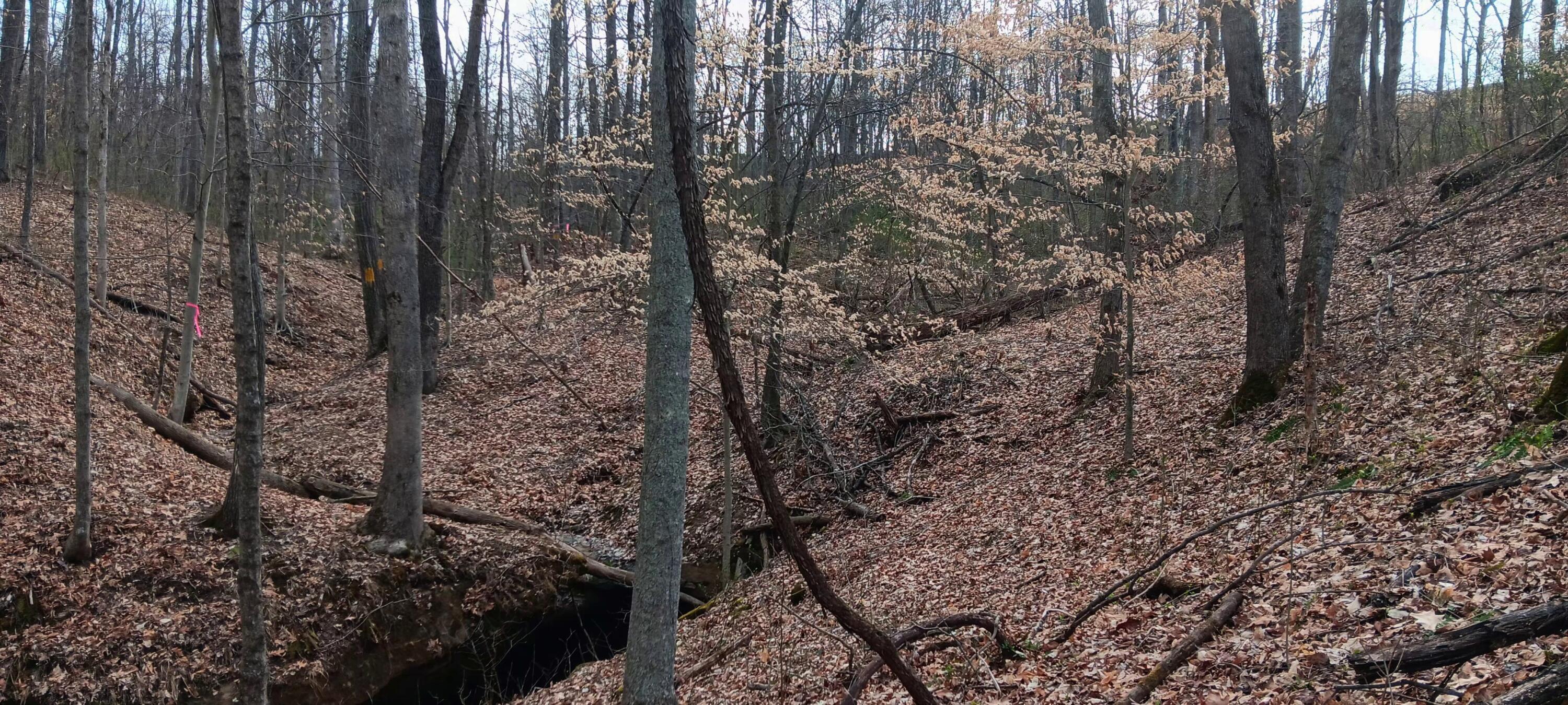 24 Garland Creek Road #CROWN WILDLIFE TRACT 1, Crown City, Ohio image 18