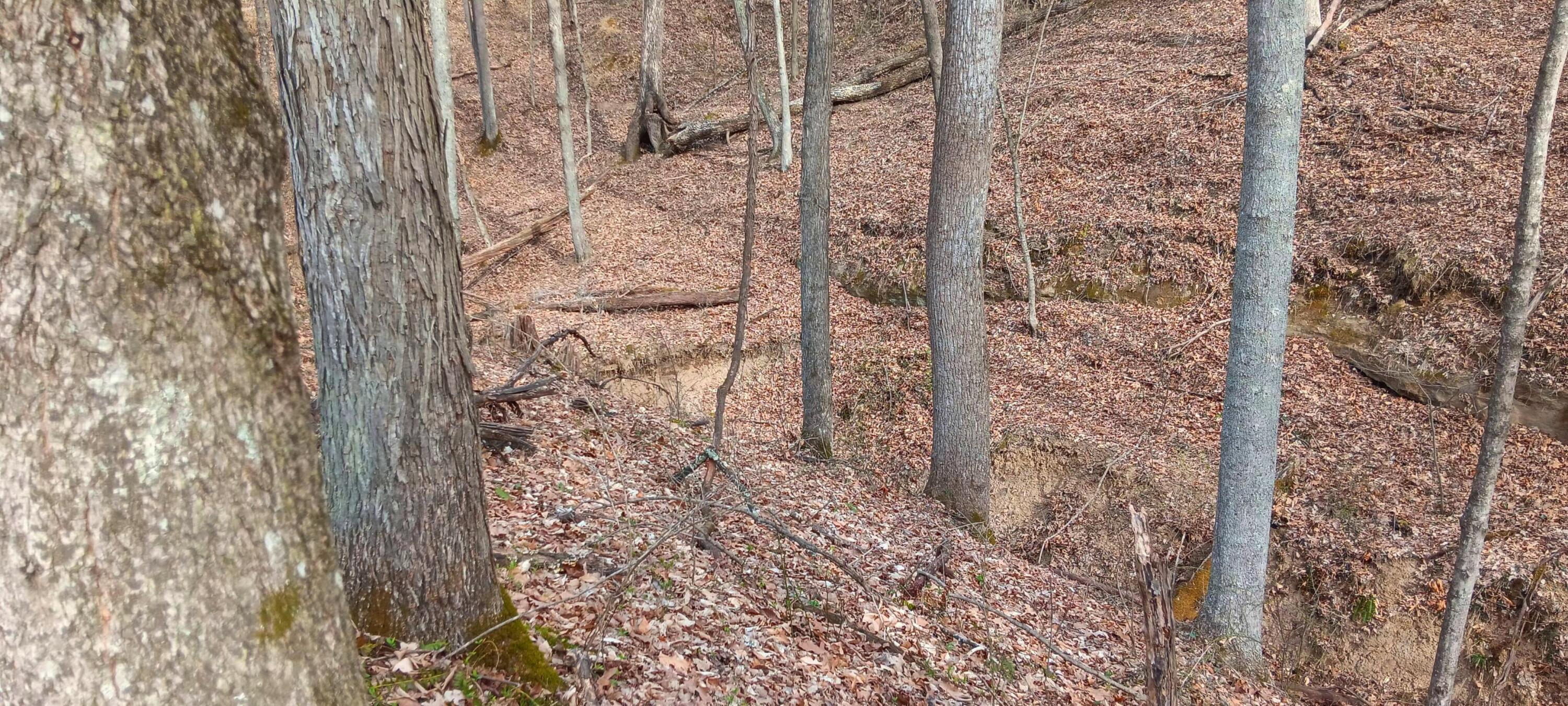24 Garland Creek Road #CROWN WILDLIFE TRACT 1, Crown City, Ohio image 22