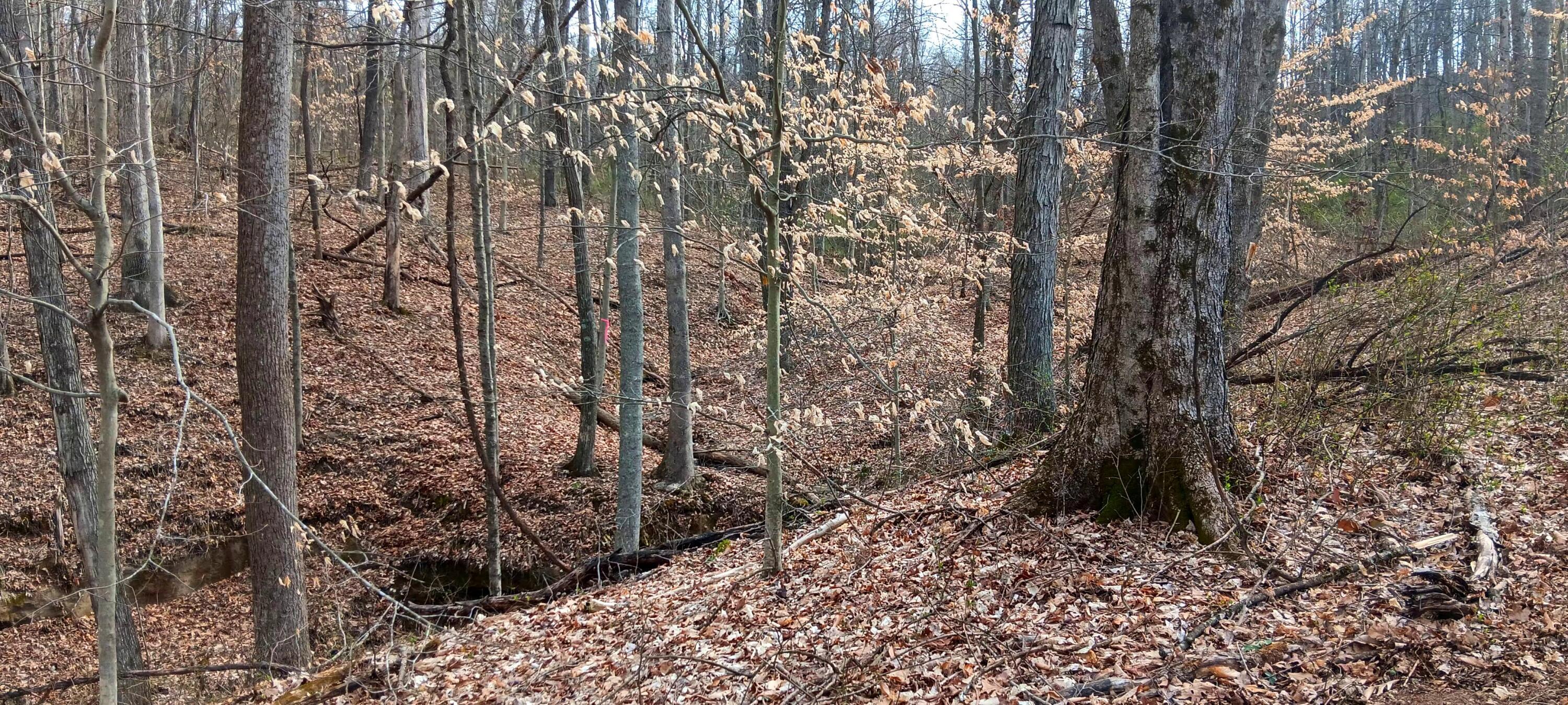 24 Garland Creek Road #CROWN WILDLIFE TRACT 1, Crown City, Ohio image 13