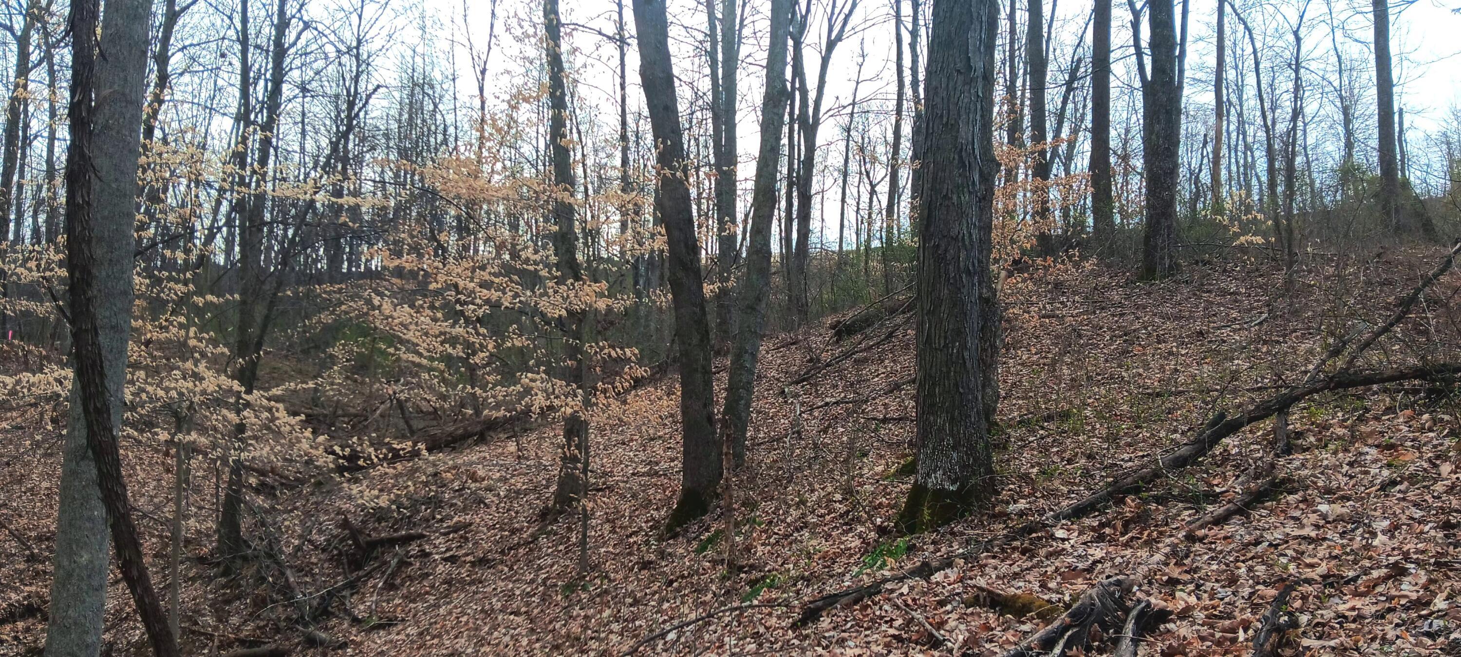 24 Garland Creek Road #CROWN WILDLIFE TRACT 1, Crown City, Ohio image 19