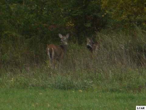 1003 SAW MILL CT, ADRIAN, MI 49221 - Image 24b5aac0f4dd3fe11496bb1aaeedc460/3981615664