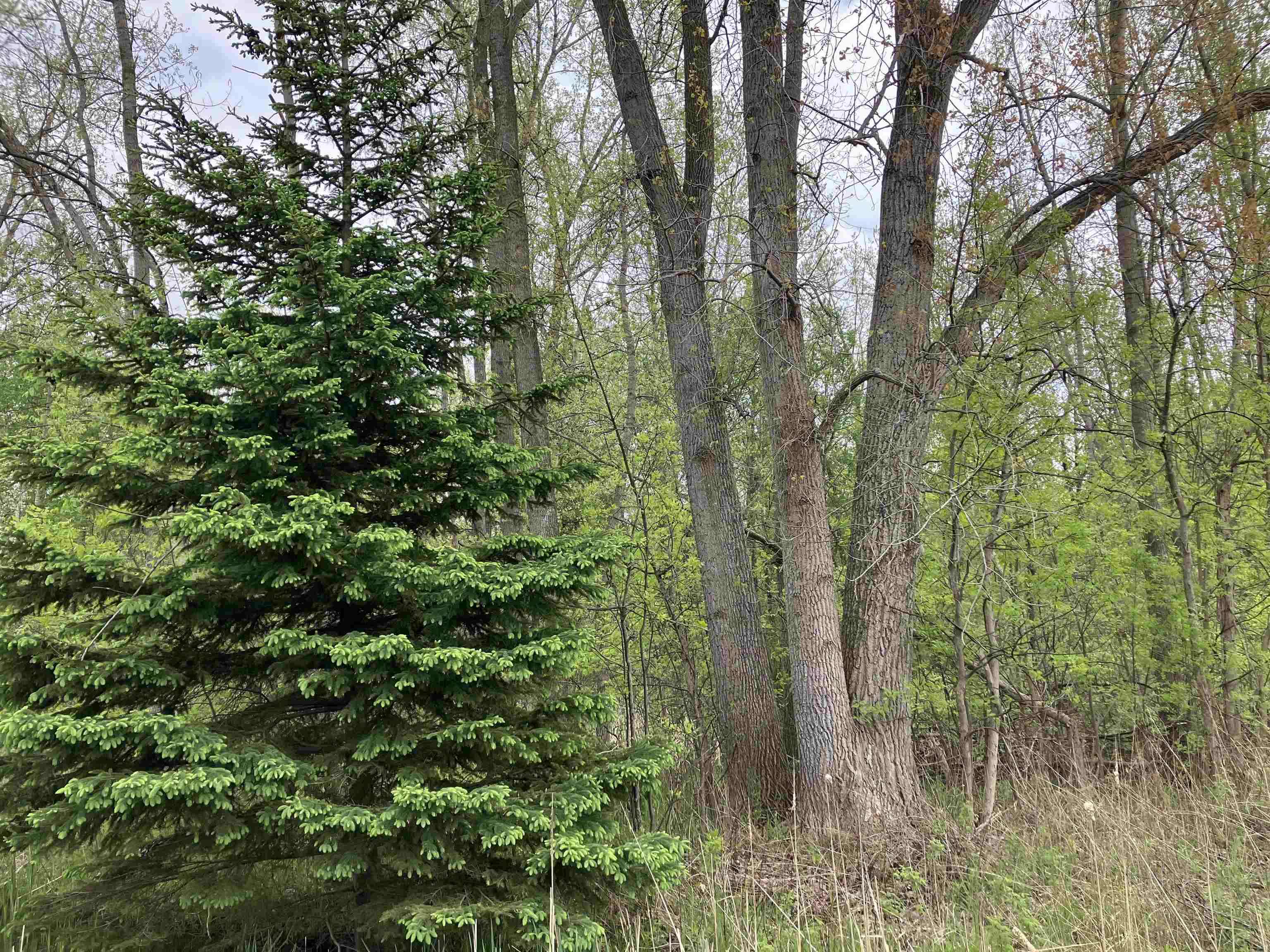 3.96 Acres W Isabella Road