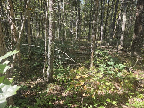 Photo of S Jeanne Drive, Baldwin, MI 49304 (MLS # 70562927)