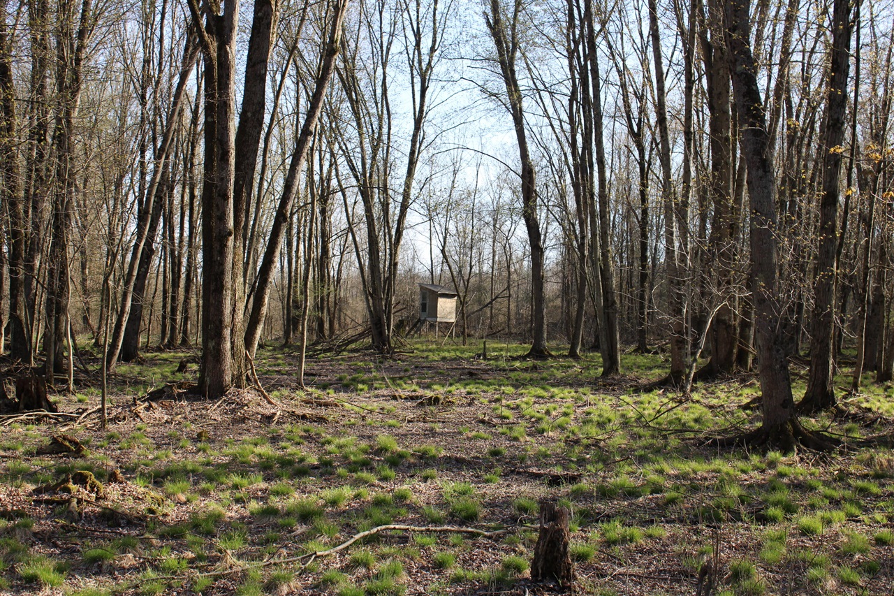 Photo 45