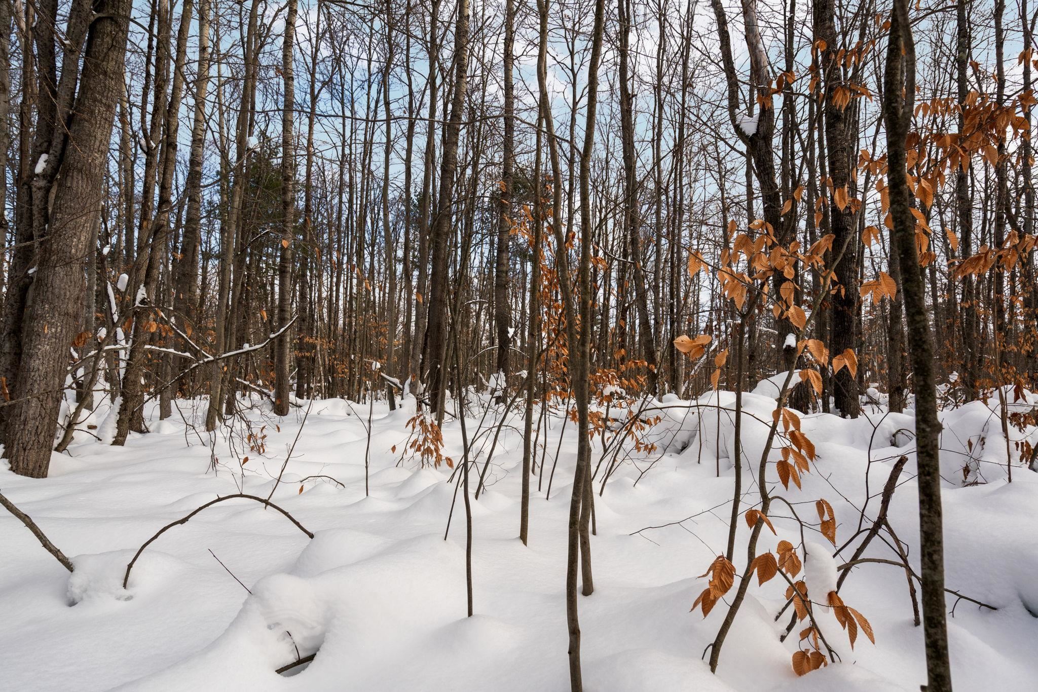 00 Northwood Drive Lot: 301