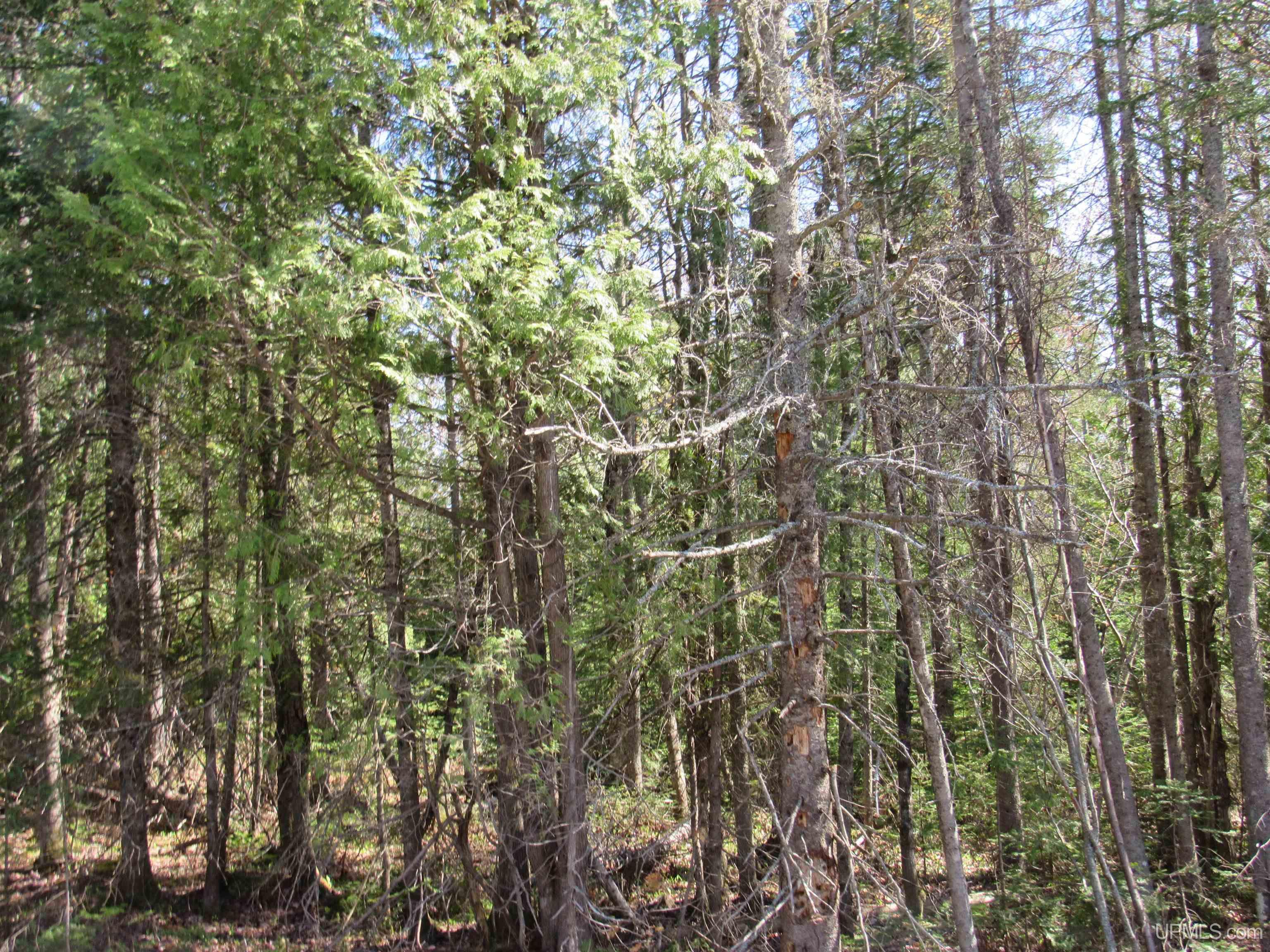 TBD Rice Lake Road Just west of 31959 Rice Lake Road