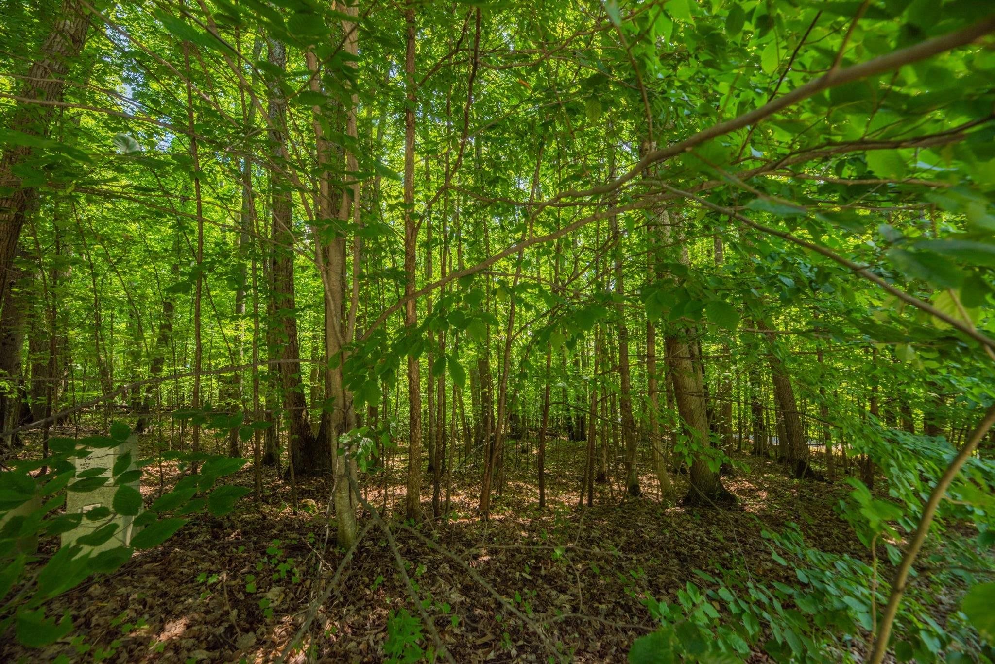 Lot 165 Forest Highlands Lot: 165