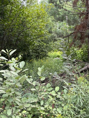 TBD SMOKY LAKE ROAD, IRON RIVER, MI 49935 - Image cb1a13f442e8b0cbdaad357019d938cb/3968121365