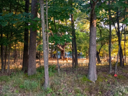 KINGS WAY, GLADWIN, MI 48624 - Image d40b3af2dcc6d0b7457ae0e75bbfd962/2725355140