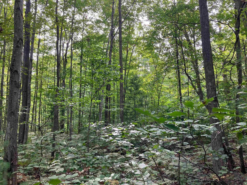 Photo of 3642 Beech Street, Beaverton, MI 48612 (MLS # 50201428)