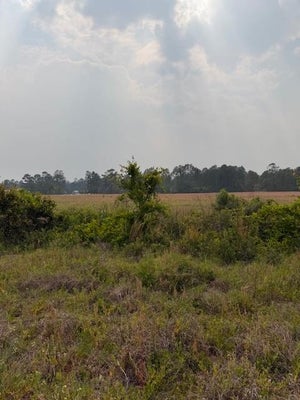 MOORE RD, NAYLOR, GA 31641 - Image ec0638d850a6c8232cb8aa705a2b81ec/1849545559