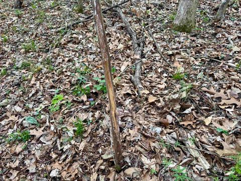 Tiny photo for off Co Rd 660 S / 675 E, Hardinsburg, IN 47125 (MLS # 202613047)
