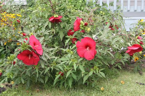 Tiny photo for 614 N Riverside Drive, Winamac, IN 46996 (MLS # 202515214)