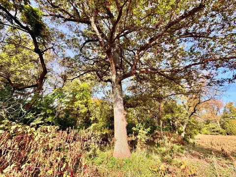 Tiny photo for 1484 N 1000 W, Medaryville, IN 47957 (MLS # 202644292)