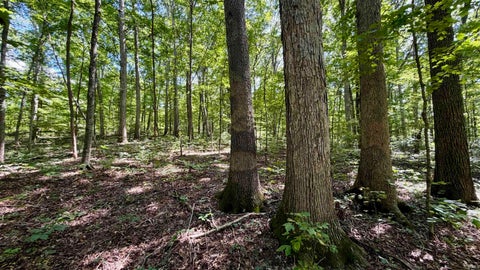 Tiny photo for Co Rd 675 S, French Lick, IN 47432 (MLS # 202635091)