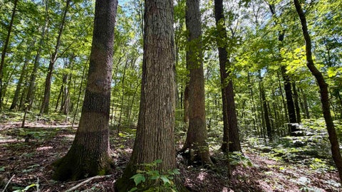 Tiny photo for Co Rd 675 S, French Lick, IN 47432 (MLS # 202635091)