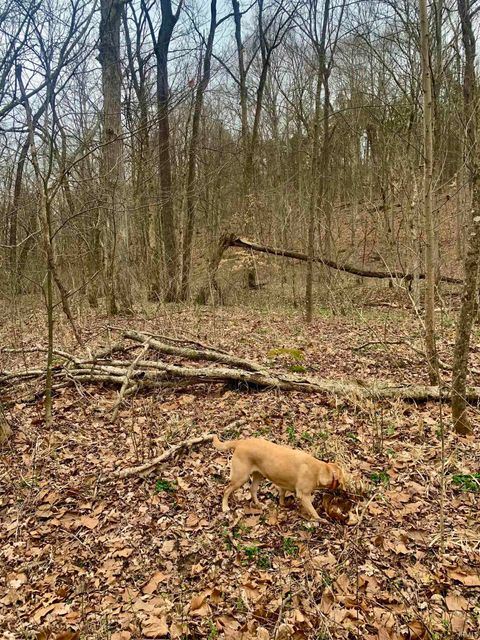 Tiny photo for 0 Pilot Knob Road, Milltown, IN 47145 (MLS # 202607651)