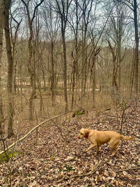 Tiny photo for 0 Pilot Knob Road, Milltown, IN 47145 (MLS # 202607651)
