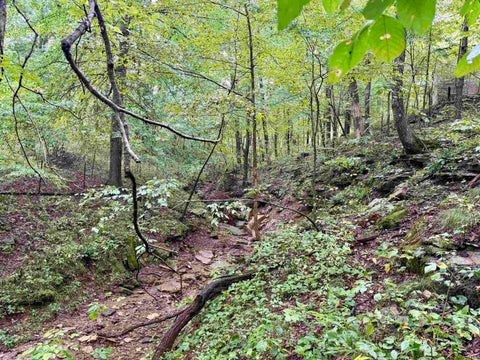 Tiny photo for S State Road 145, French Lick, IN 47432 (MLS # 202638034)