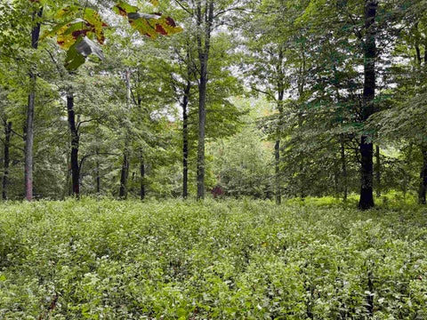Tiny photo for S State Road 145, French Lick, IN 47432 (MLS # 202638034)