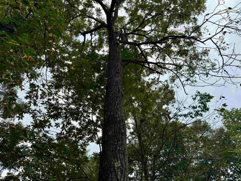 Tiny photo for S State Road 145, French Lick, IN 47432 (MLS # 202638034)