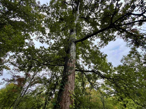 Tiny photo for S State Road 145, French Lick, IN 47432 (MLS # 202638034)