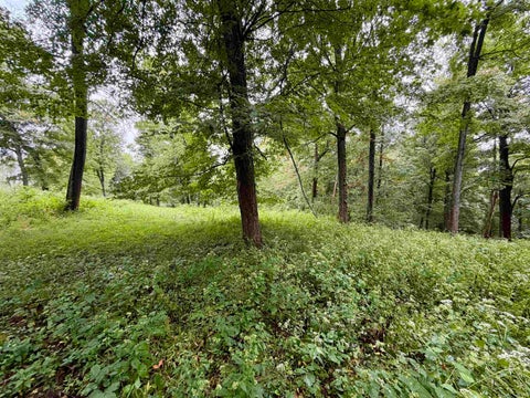 Tiny photo for S State Road 145, French Lick, IN 47432 (MLS # 202638034)