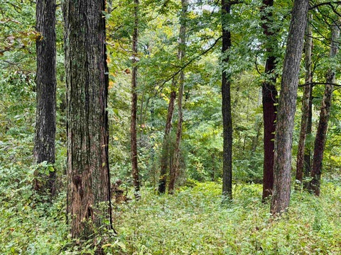 Tiny photo for S State Road 145, French Lick, IN 47432 (MLS # 202638034)