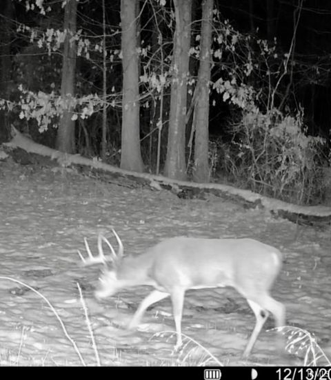 Tiny photo for West Side N Franklin Bottoms Road, Scottsburg, IN 47170 (MLS # 202612362)