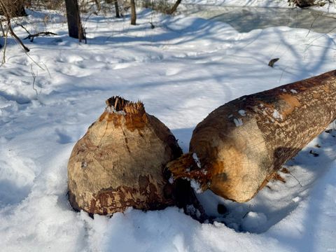 Tiny photo for West Side N Franklin Bottoms Road, Scottsburg, IN 47170 (MLS # 202612362)