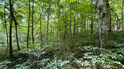 Tiny photo for S County Rd 50 West, Paoli, IN 47454 (MLS # 202630337)