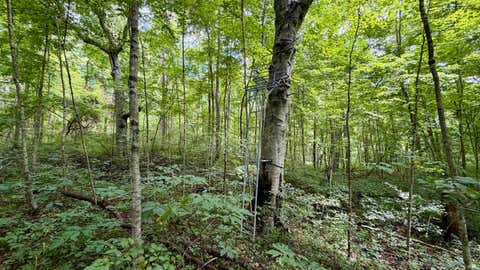 Tiny photo for S County Rd 50 West, Paoli, IN 47454 (MLS # 202630337)