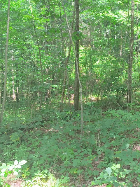 Tiny photo for 2500 S Coalmine Road, Bloomfield, IN 47424 (MLS # 202643896)